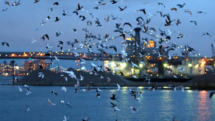 New York City Pigeon's Lightshow new york, travel to new york