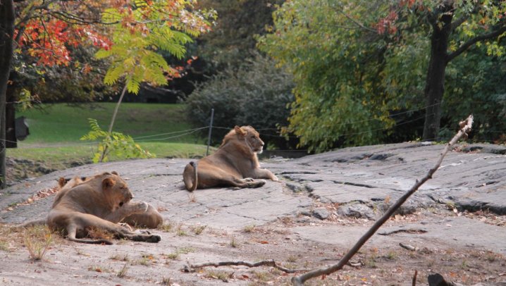 Bronx Zoo new york, travel to new york